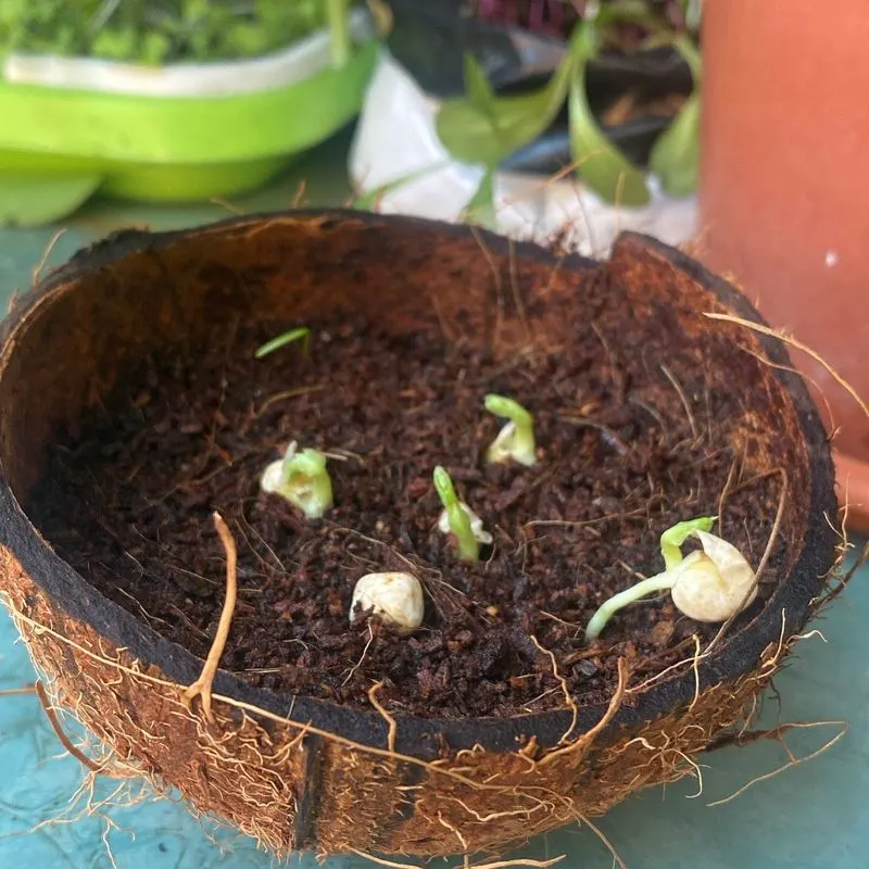 Coconut Coir as a Growing Medium