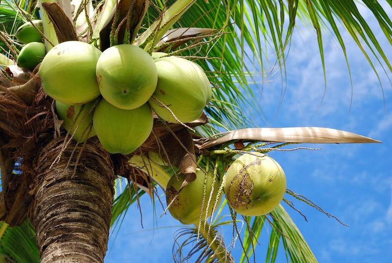 Coconut Oil