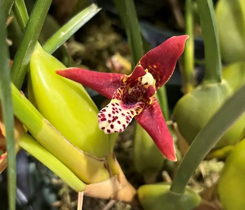 Coconut Orchid