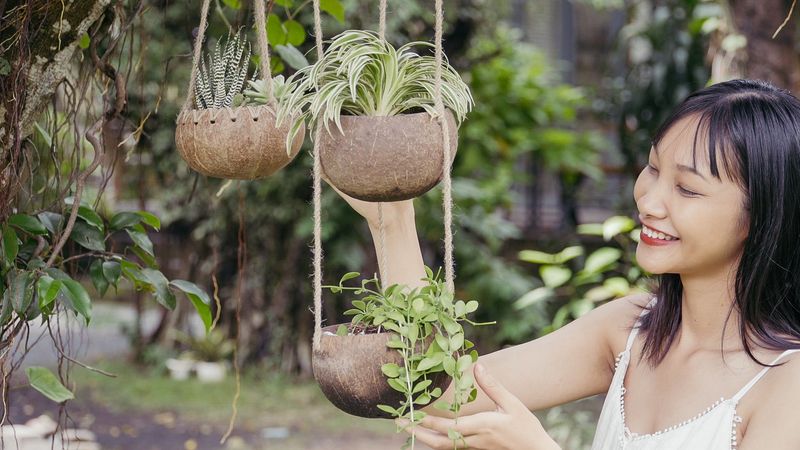 Coconut Shells