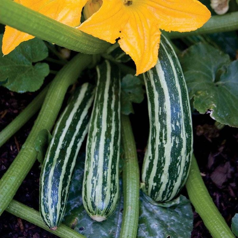 Cocozelle Zucchini