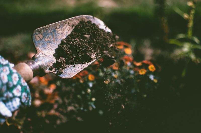 Coffee Grounds