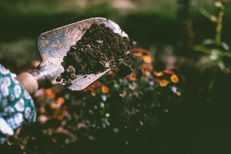 Coffee Grounds