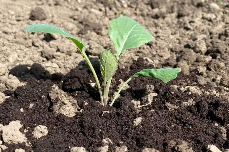 Coffee Grounds for Slugs