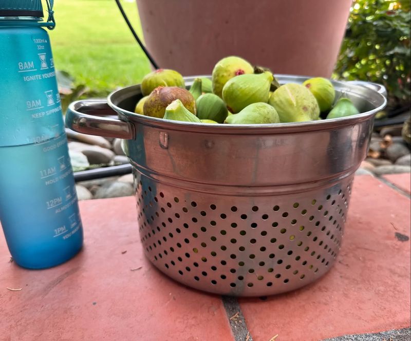 Colander for Harvesting