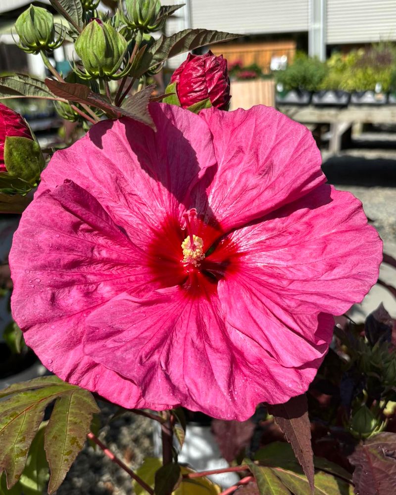 Cold Hardy Hibiscus
