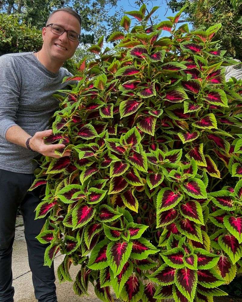 Coleus