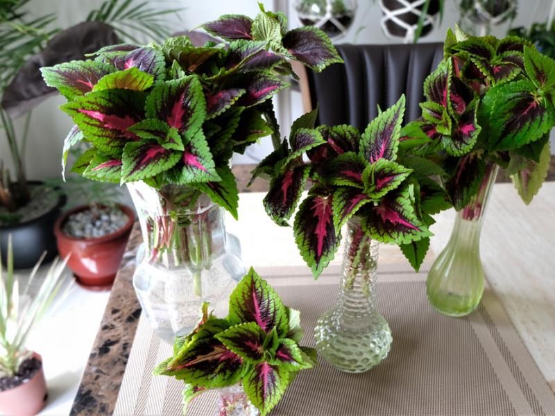 Coleus