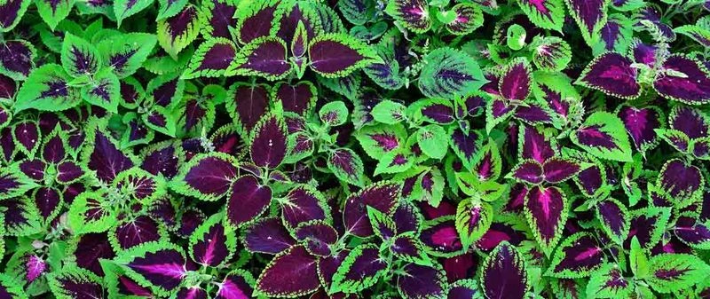 Coleus