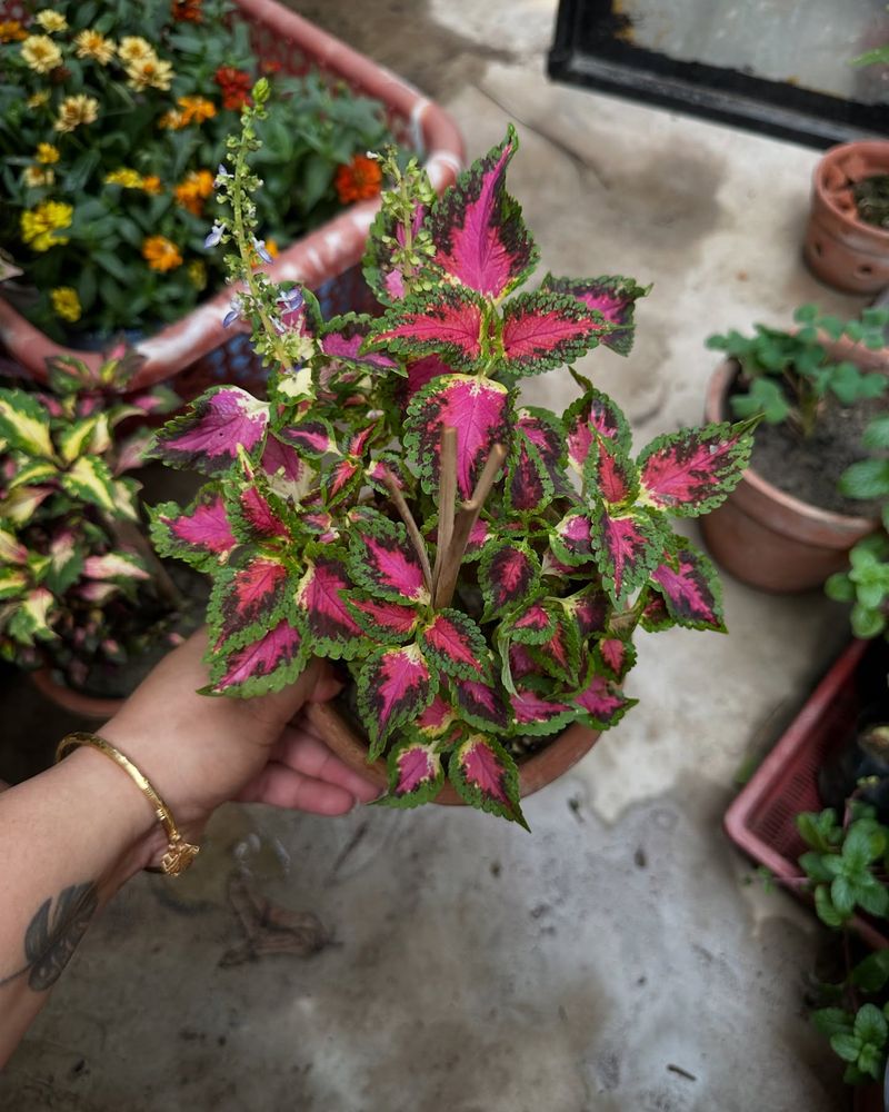 Coleus