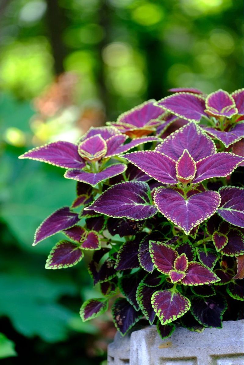 Coleus