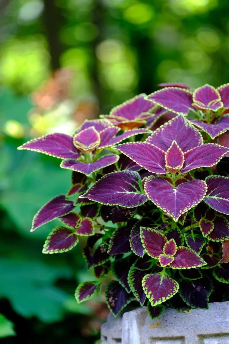Coleus
