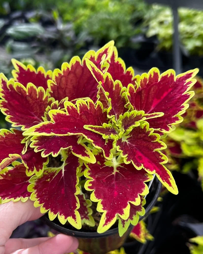 Coleus