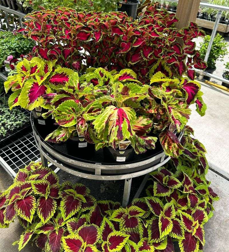 Coleus