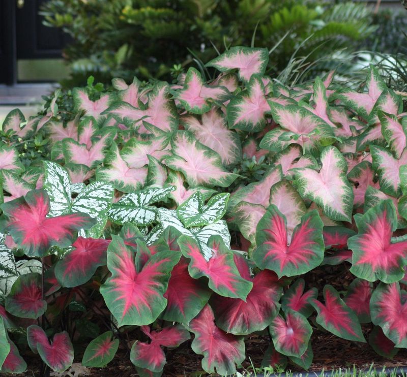 Caladium (Caladium bicolor)