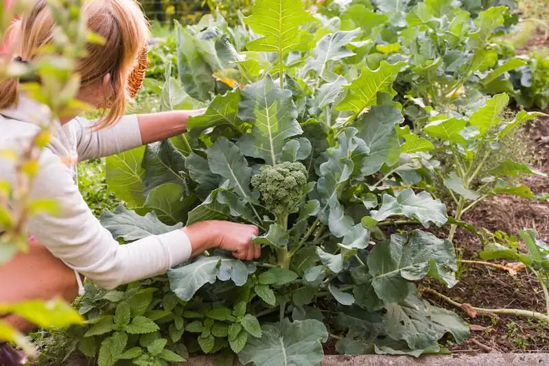 Broccoli