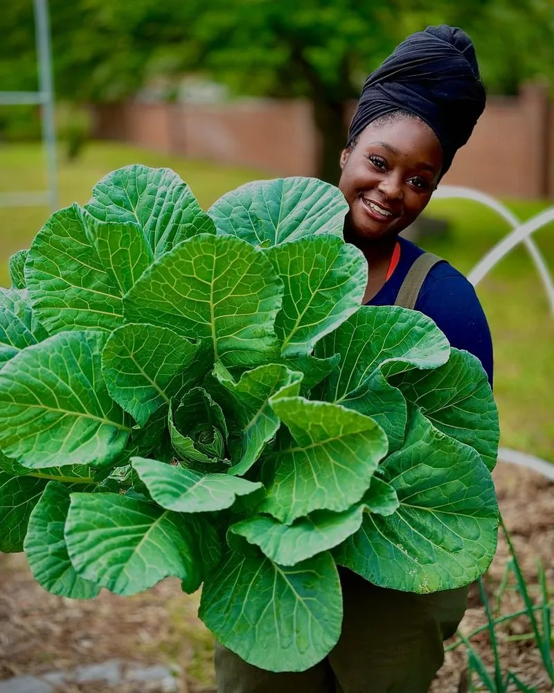 Collard Greens