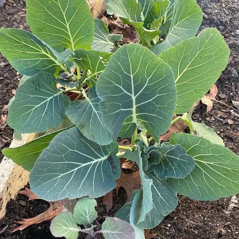 Collard Greens