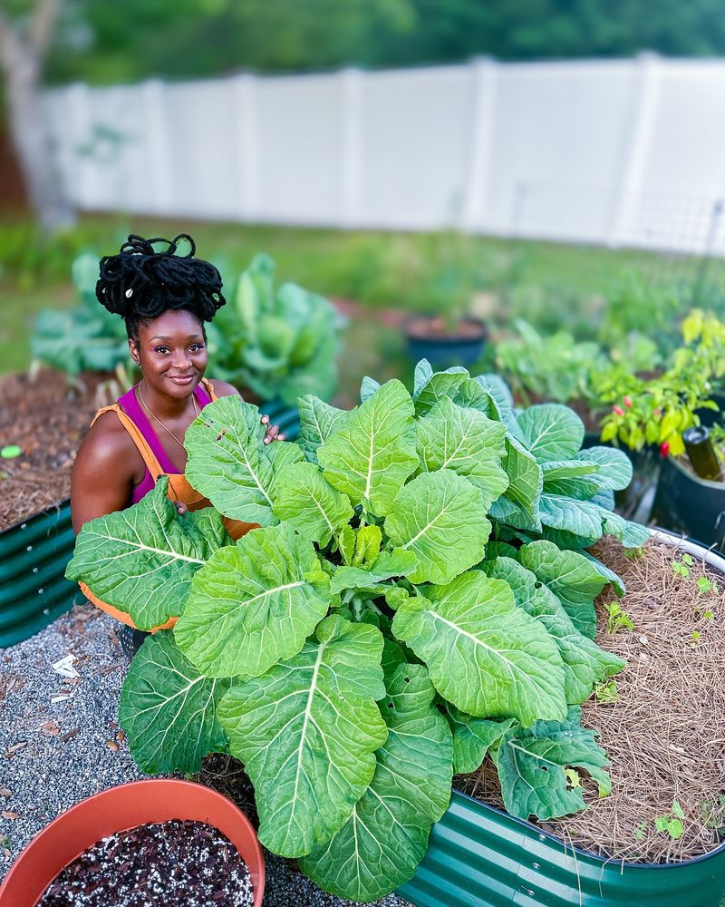 Collard Greens