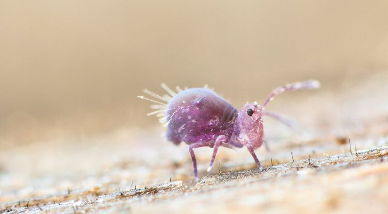 Collembola