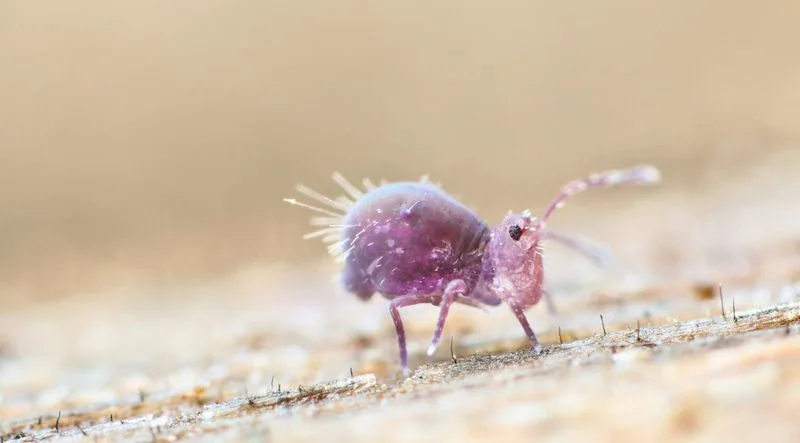 Collembola