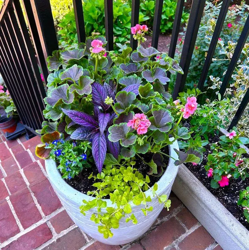 Colorful Planters