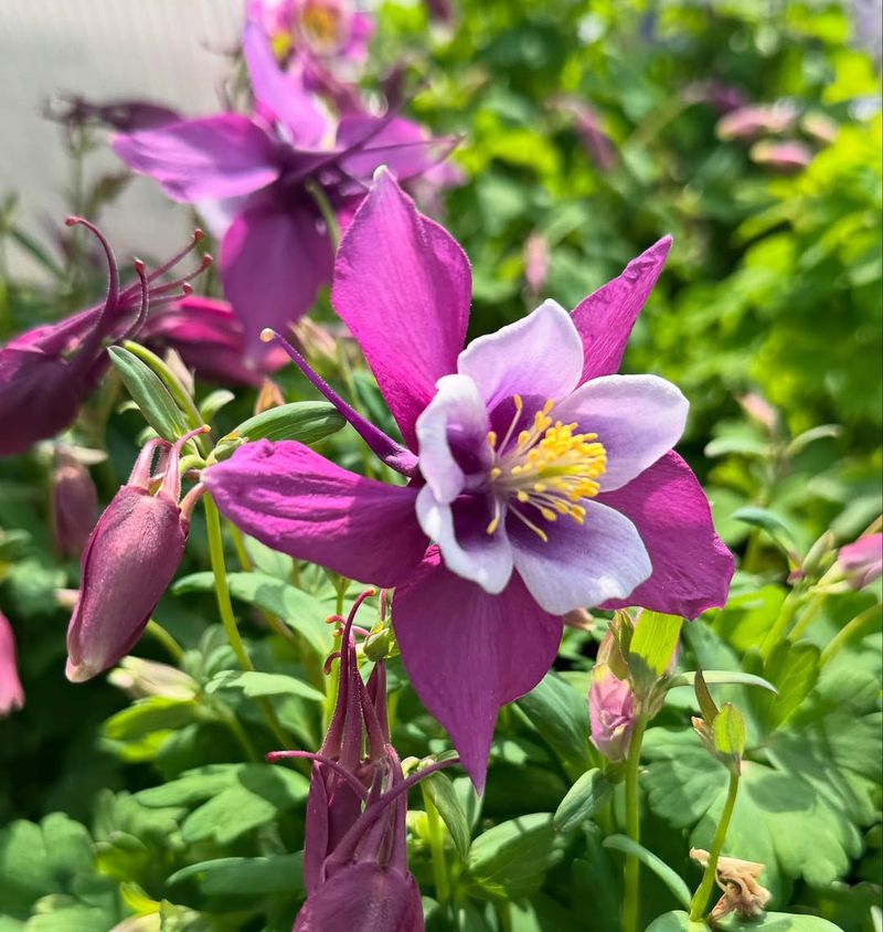 Columbine (Aquilegia)