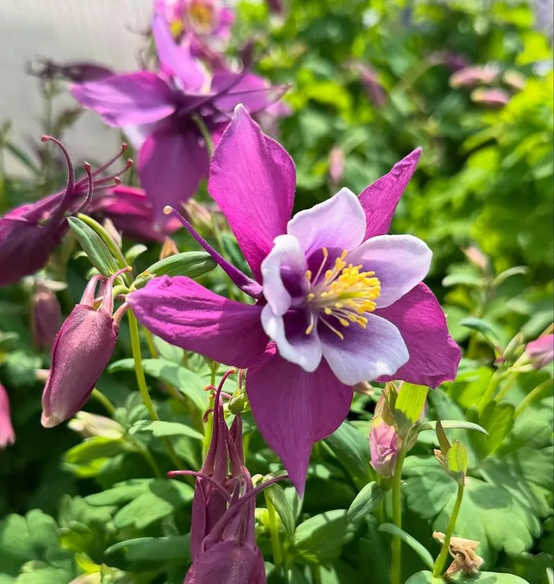 Columbine (Aquilegia)