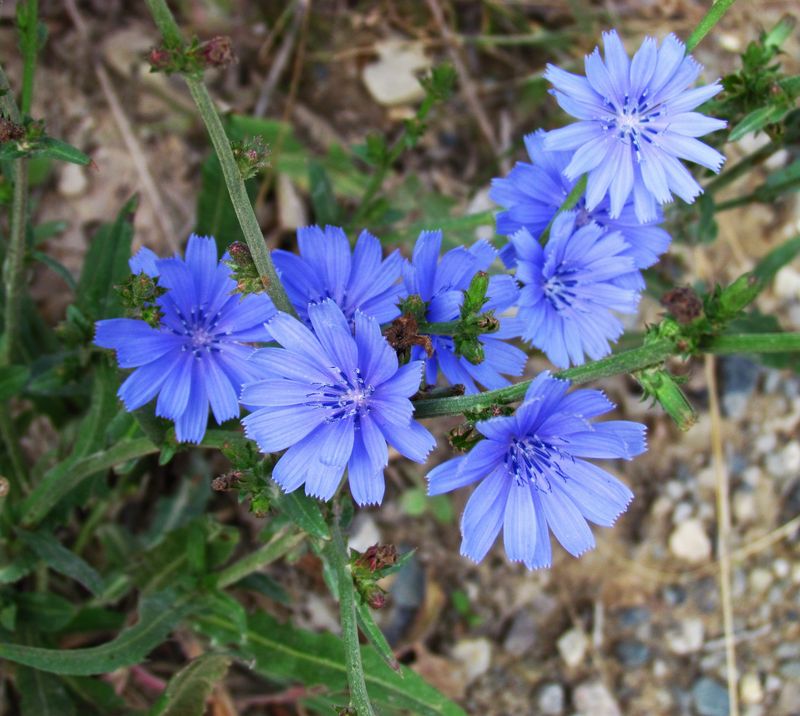 Chicory