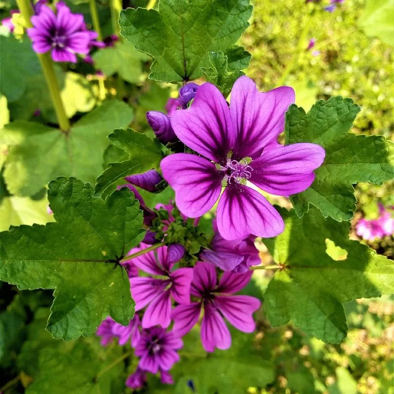 Common Mallow