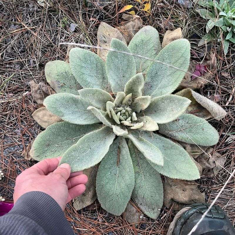 Common Mullein