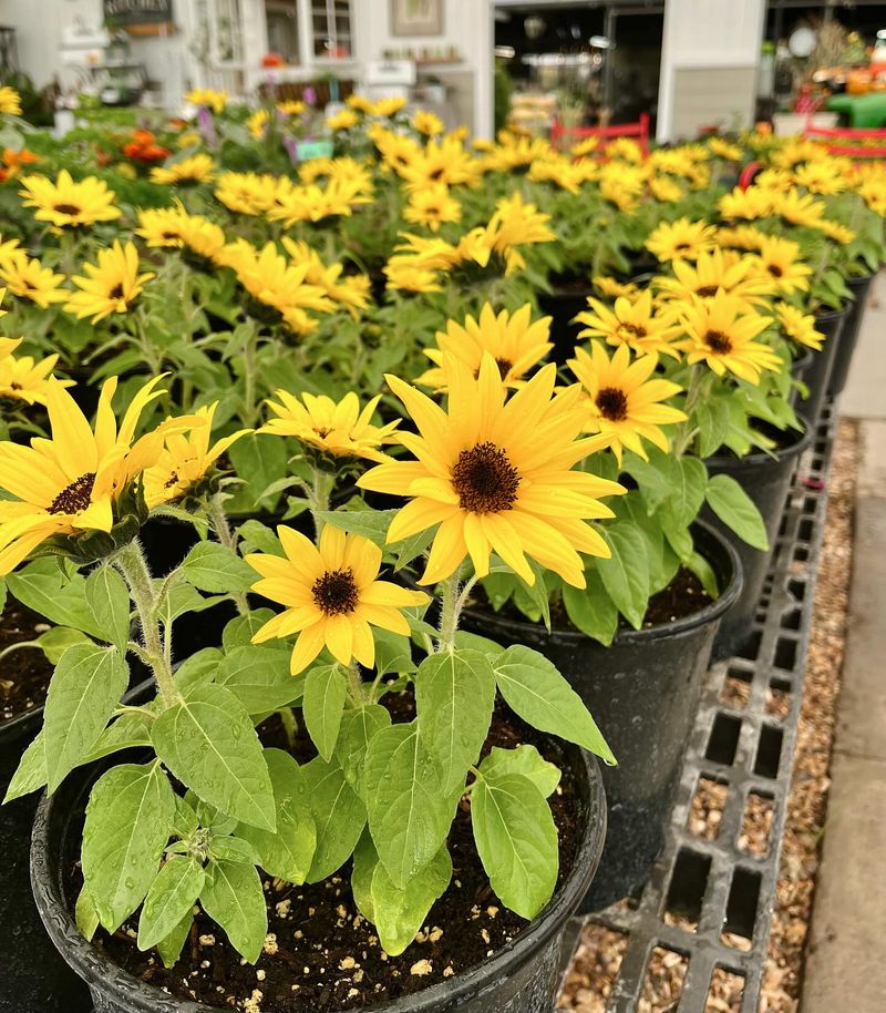 Compact Sunflowers