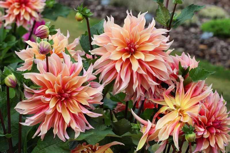 Companion Planting