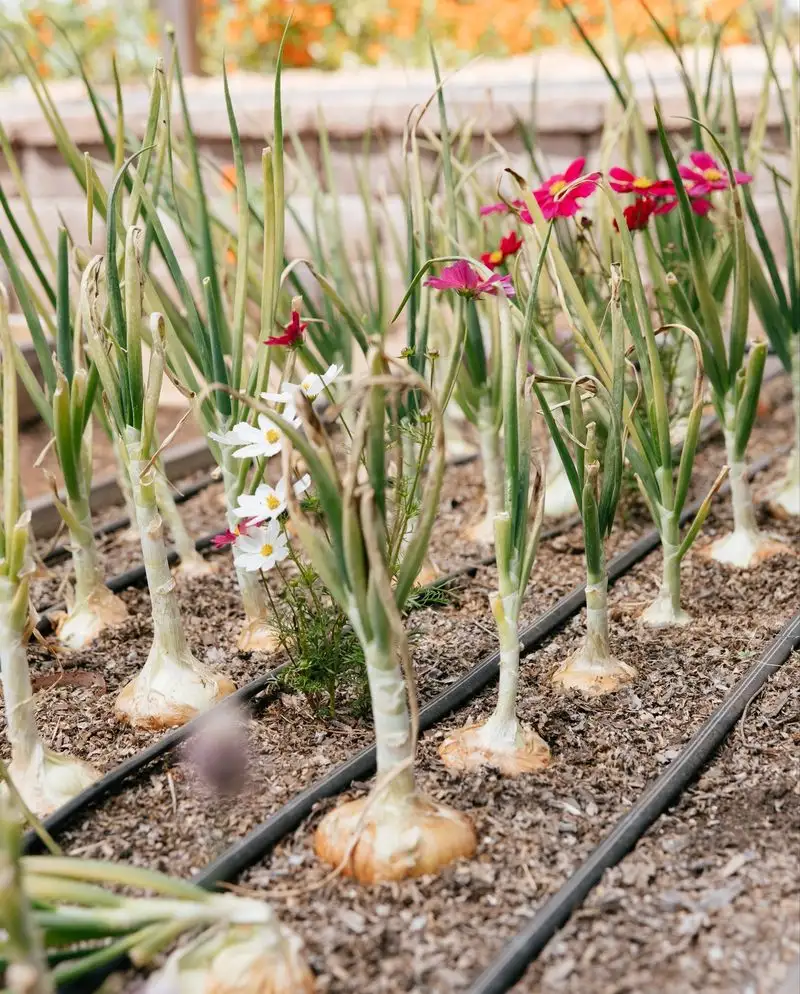Companion Planting