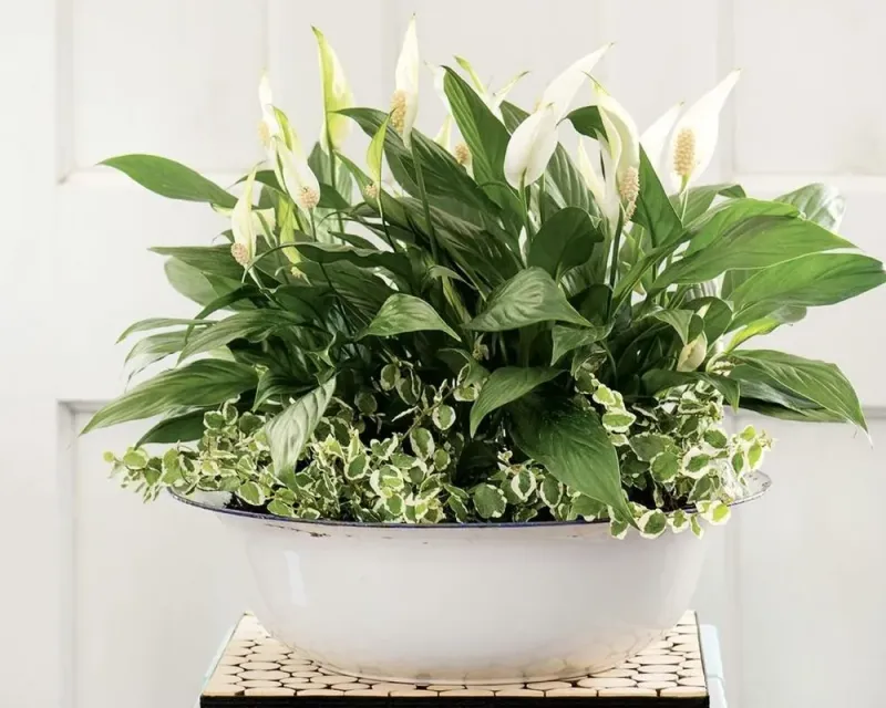 Companion Planting Indoors