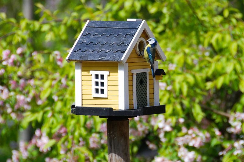 Birdhouses to Attract Natural Predators