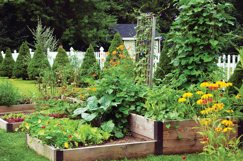 Companion Planting with Purpose