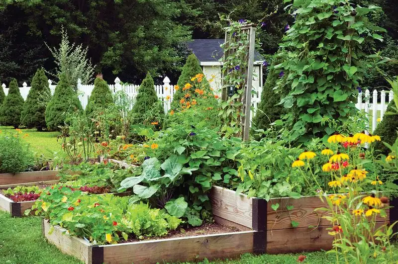 Companion Planting with Purpose