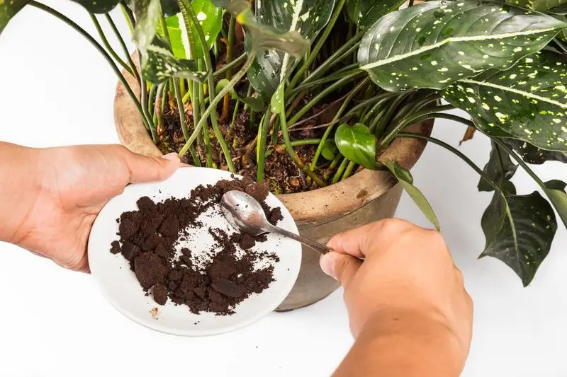 Compost Booster
