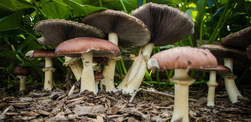 Compost Companions