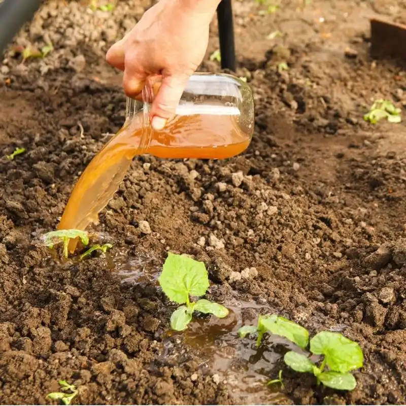 Compost Tea