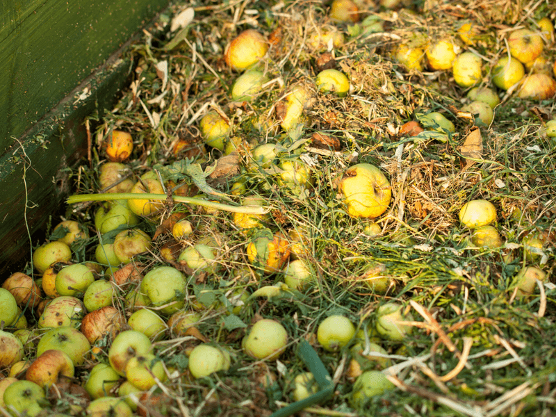 Compost and Fungi Fun