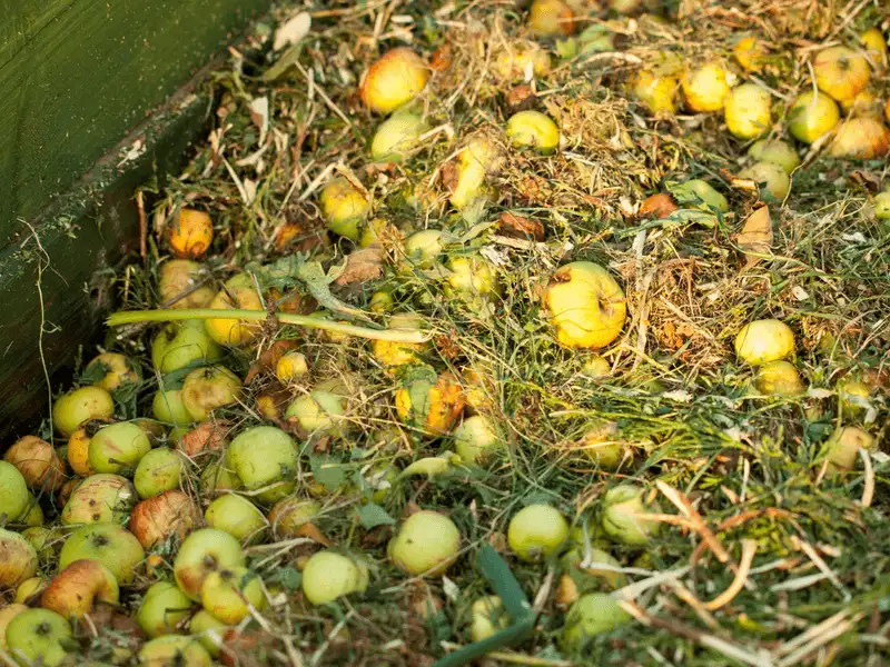 Compost and Fungi Fun