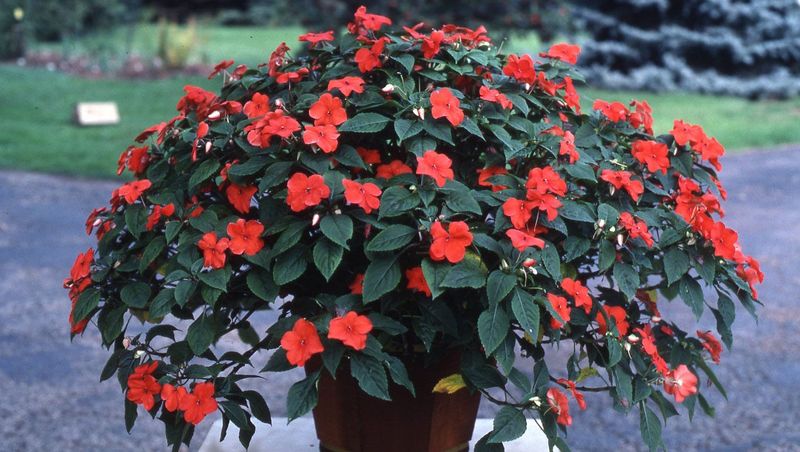 Impatiens