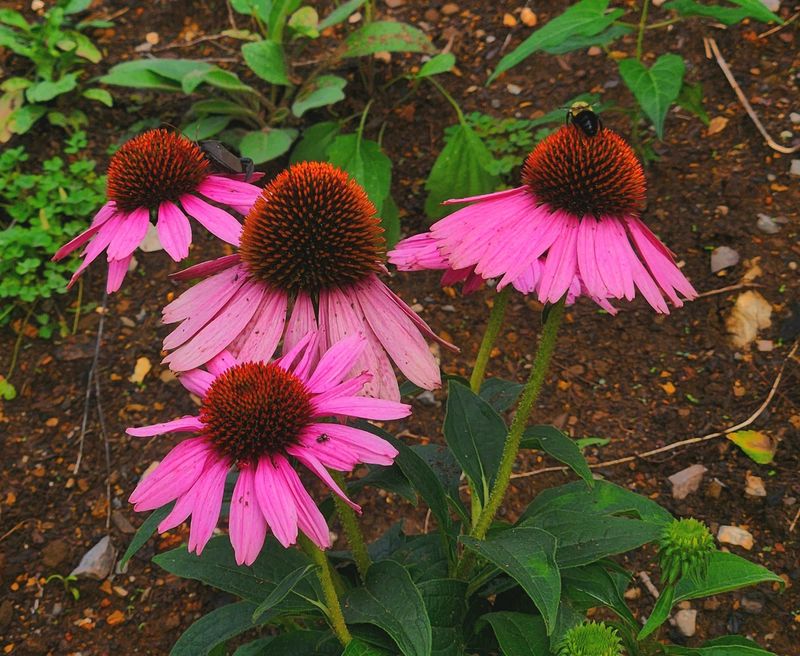 Coneflower