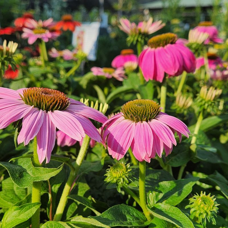 Coneflower