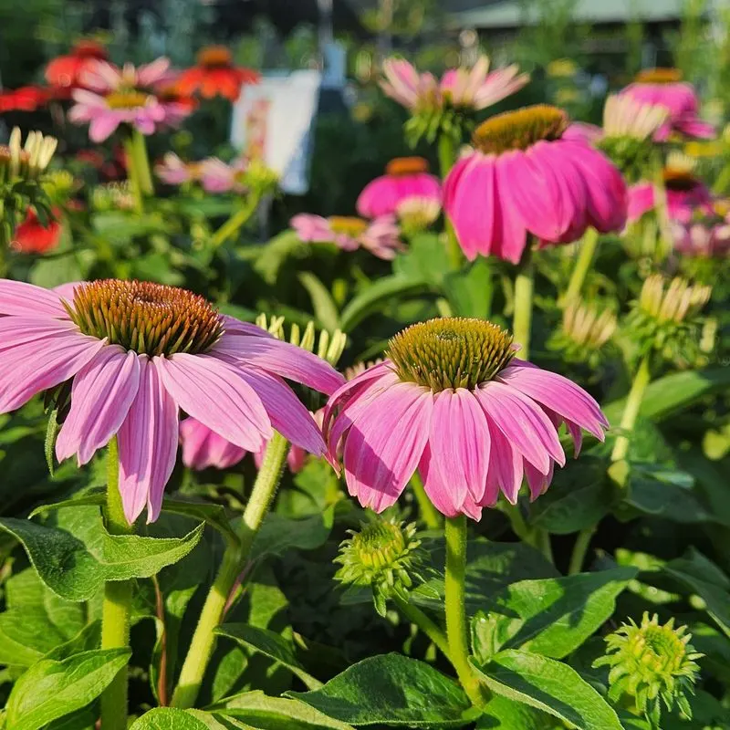 Coneflower