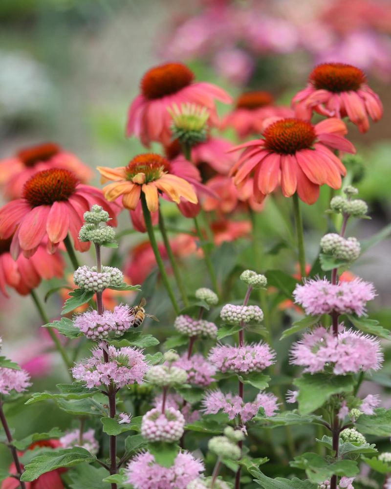 Coneflower