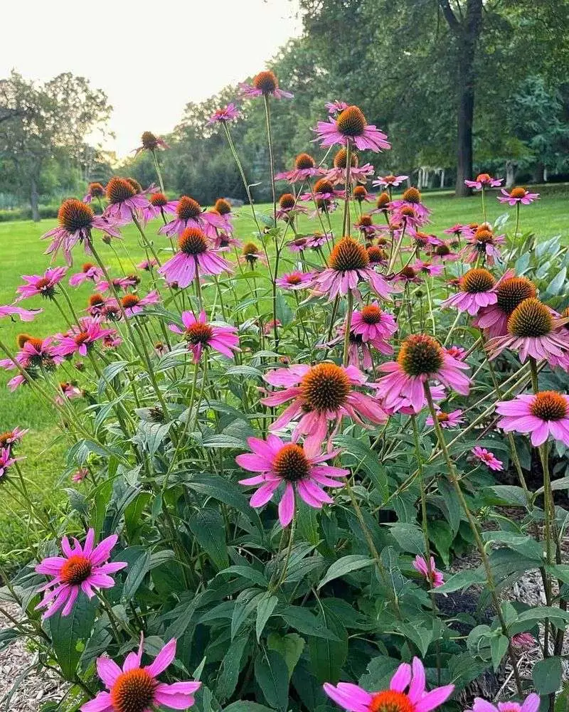Coneflower