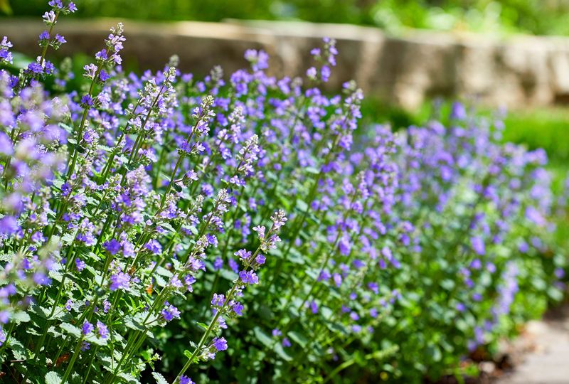 Catmint